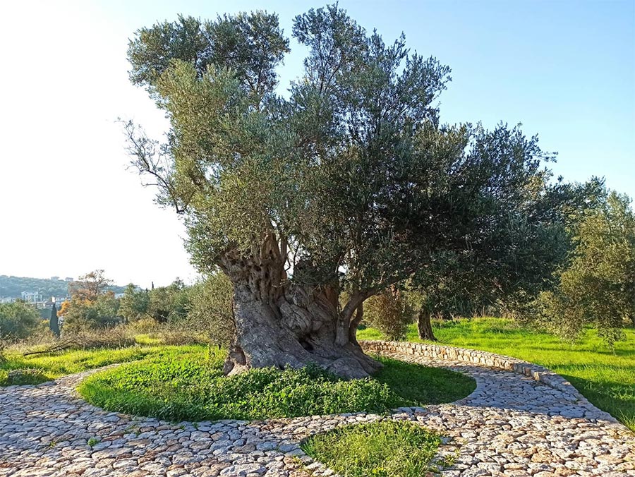 Mavroelia